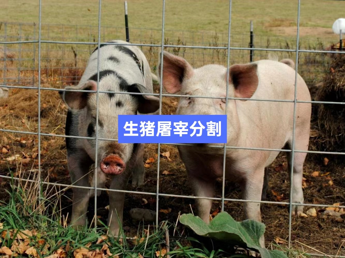 生豬屠宰分割信息化管理軟件系統_肉聯廠屠宰場管理系統_屠宰追溯管理系統_mes生產管理系統_wms倉儲管理系統