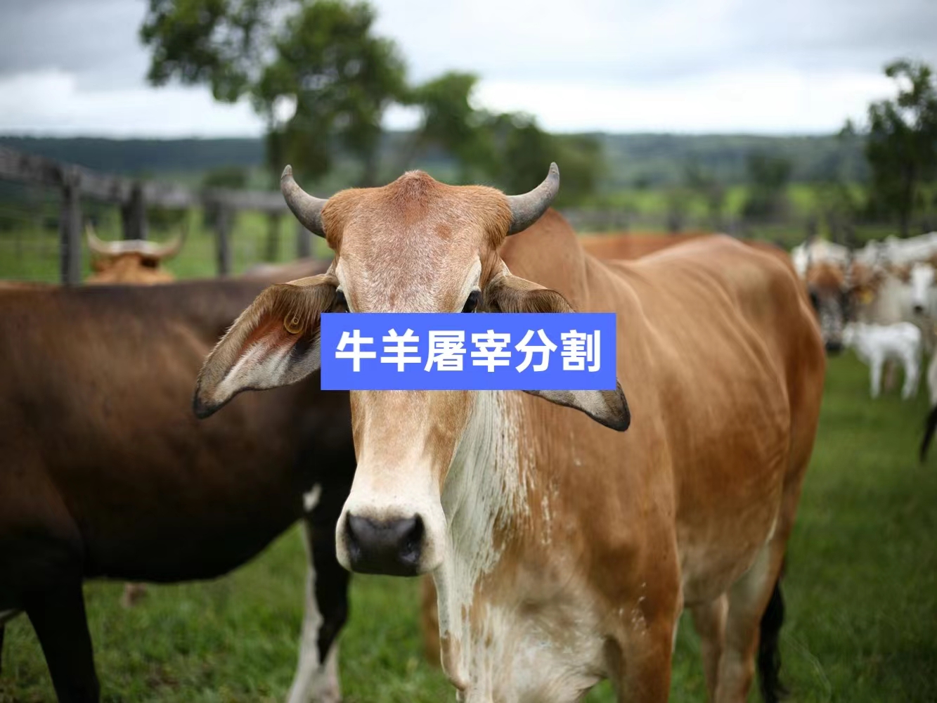 牛羊屠宰分割信息化管理軟件系統_肉聯廠屠宰場管理系統_屠宰追溯管理系統_mes生產管理系統_wms倉儲管理系統