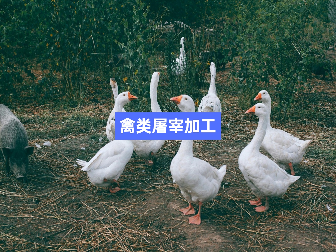 雞鴨鵝禽類屠宰分割信息化管理軟件系統_肉聯廠屠宰場管理系統_屠宰追溯管理系統_mes生產管理系統_wms倉儲管理系統